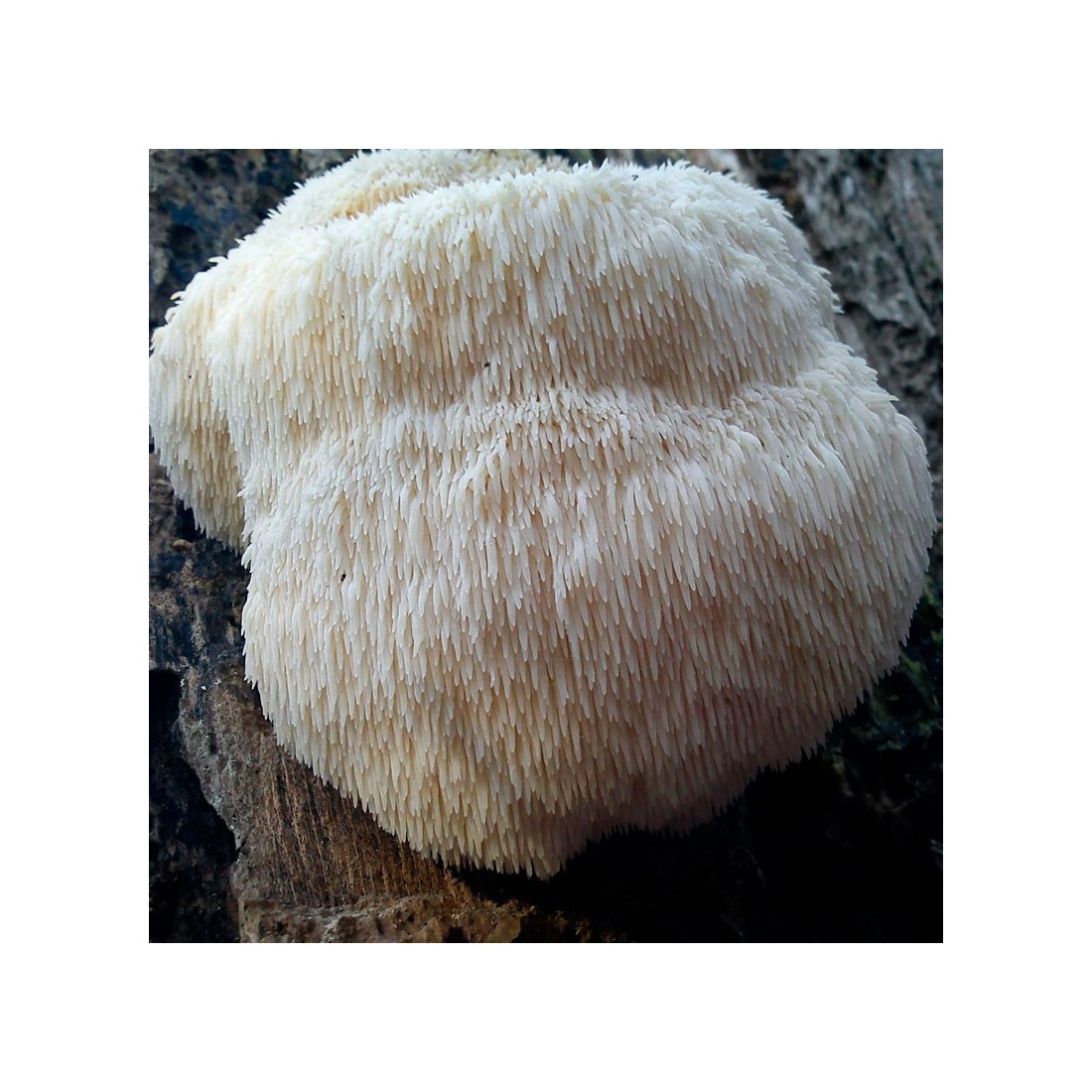 Melena de León BIO 4-6 mm, Superalimento Neuroprotector