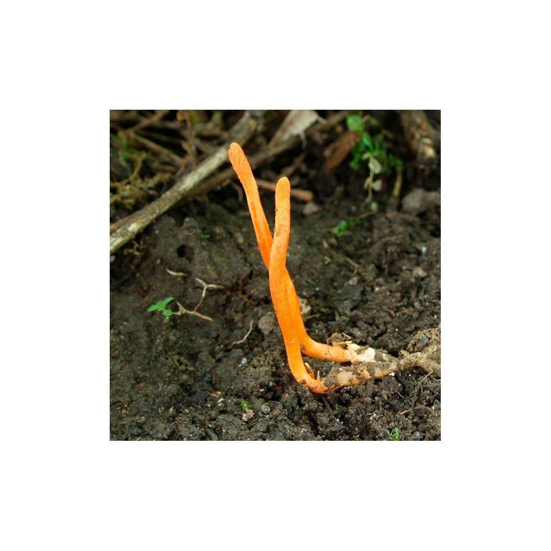 Bio-Cordyceps-Pulver - Natürliche Energie & Vitalität