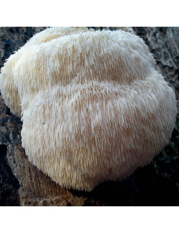Bio Shiitake Pulver - Natürliche Vitalitätsboost 2