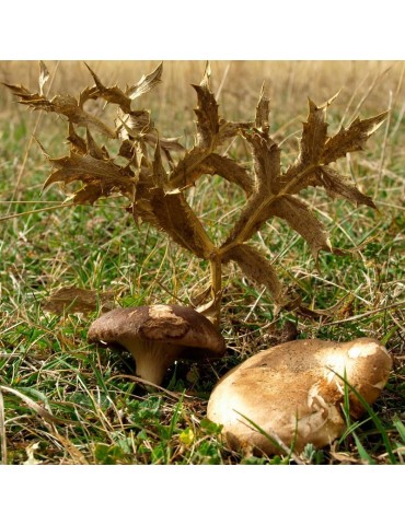 Semi di Cicogna 500g - Proprietà Depurative e Antiossidanti 2