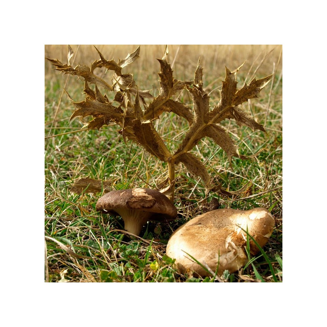 Sementes de Carqueja 500g - Benefícios Naturais