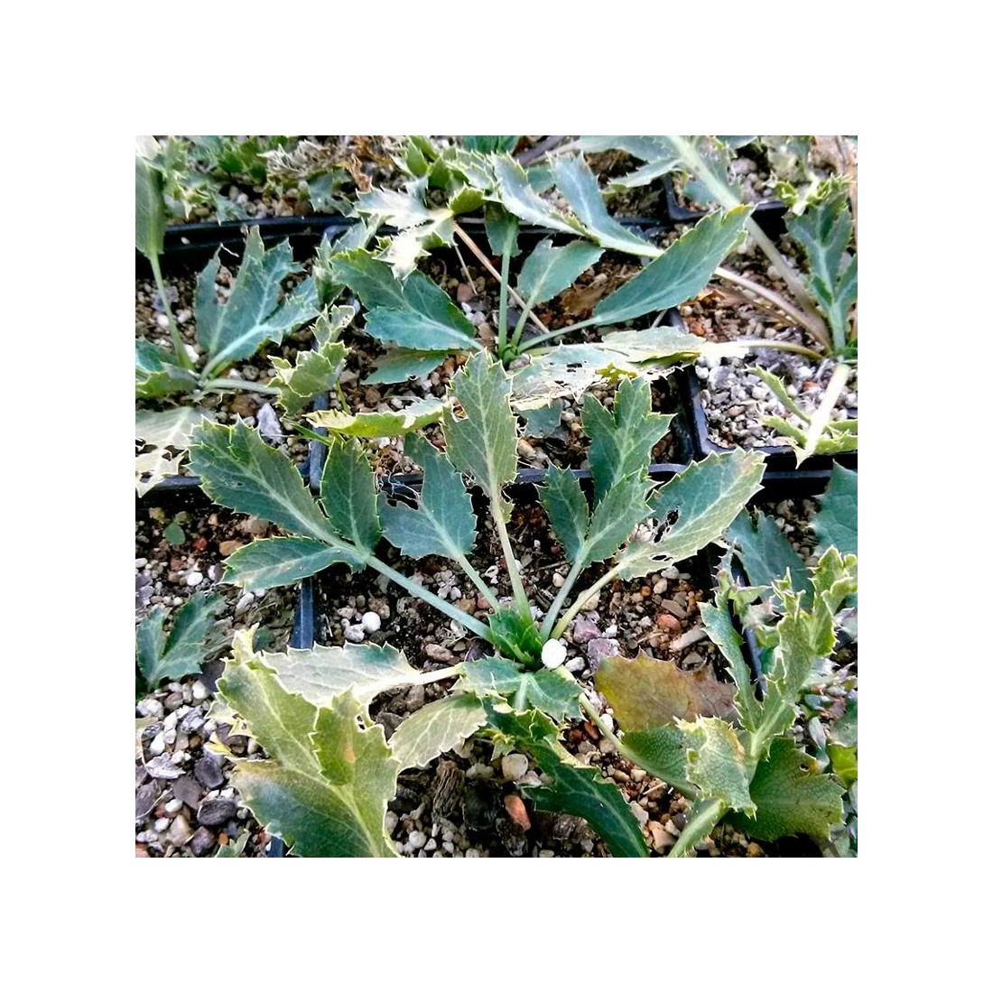 Distelsamen Eryngium campestre - Gesundheitsvorteile &...