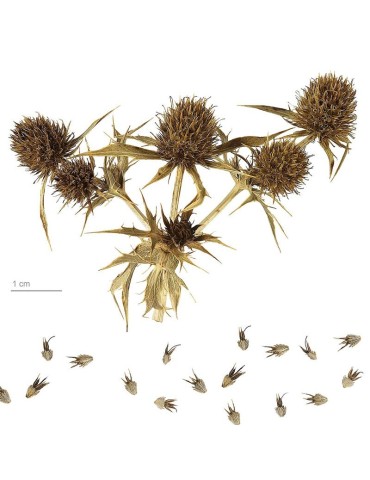 Semillas de Cardo Eryngium Campestre 1000gr