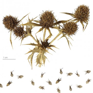 Thistle seeds (Eryngium campestre),...