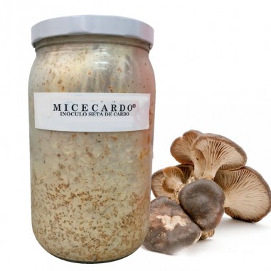 Micelio para cultivar Seta de cardo,...