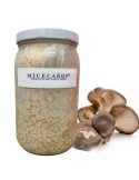 King Oyster Mushroom Mycelium - Grow Your Own P. eryngii