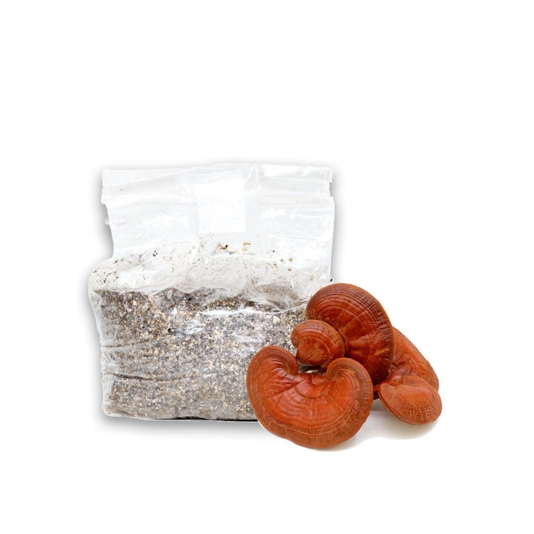 Reishi Grow Kit | Medicinal Mushrooms for Home Reishi Grow Kit | Medicinal Mushrooms for Home