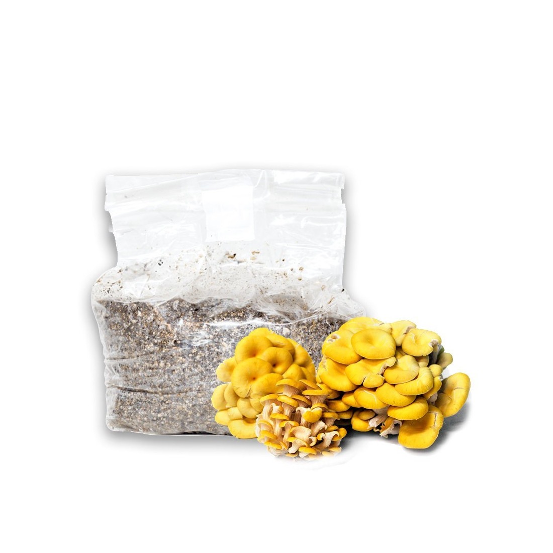 Zucht-Kit für gelbe Osterhahnenbeinpilze | Hausgemachte...