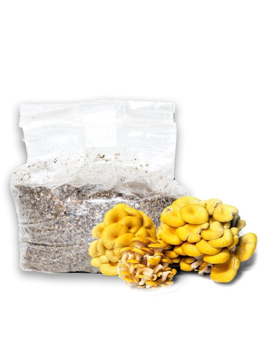 Grow Yellow Oyster Mushrooms at Home - Easy Cultivation Kit