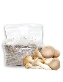 Steinpilz-Anzucht-Kit – Hausgemachte Pilze für jeden
