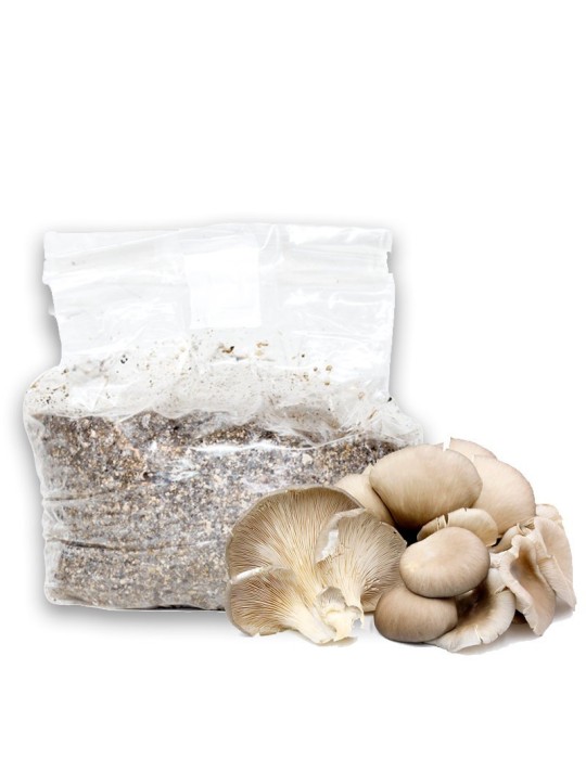 Kit de Culture Pleurotes d'Ostreopsis - Cultivez...