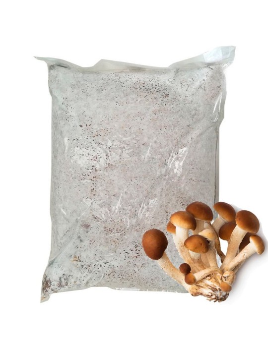 Cultive Cogumelos Gourmet - Mycelium Pleurotus Ostreatus 30L Cultive Cogumelos Gourmet - Mycelium Pleurotus Ostreatus 30L