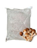 Micelio Pleurotus Ostreatus 30l - Facile Coltivazione...