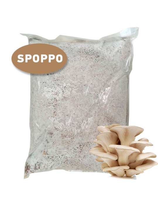 Micelio Pleurotus ostreatus SPOPPO 30l Sin Espos Micelio Pleurotus ostreatus SPOPPO 30l Sin Espos