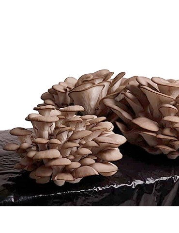Cultive Cogumelos Ostra 17kg - Pleurotus Ostreatus Kit 2