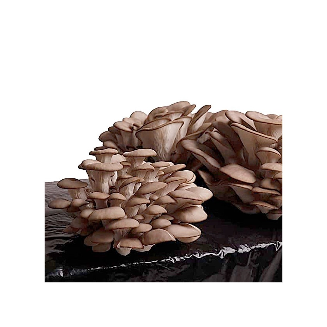 Grow Fresh Oyster Mushrooms - 17kg Alpaca Kit
