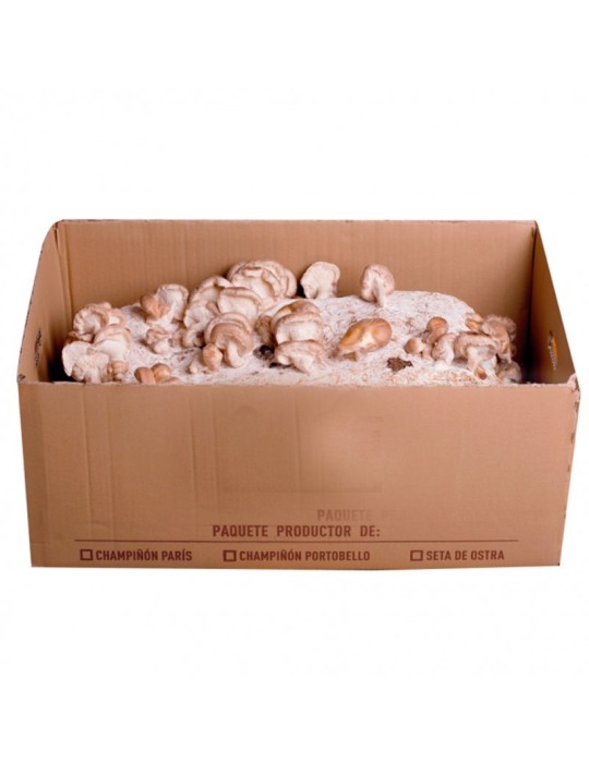 Shiitake-Pilz-Anbau 14 kg – Frische Pilze zu Hause