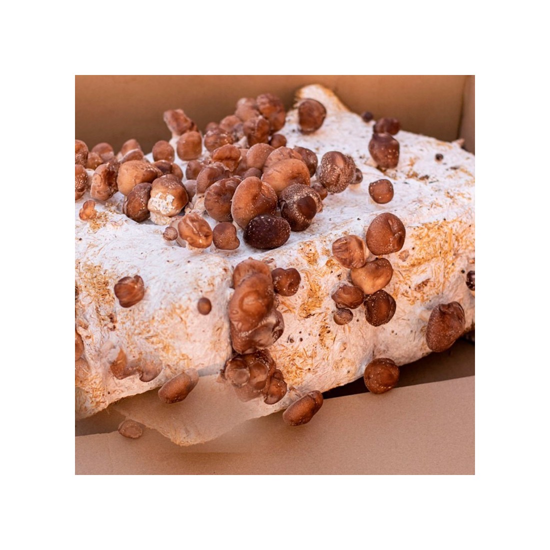 Coltiva Funghi Shiitake - Alpaca 14 kg Facile da Usare