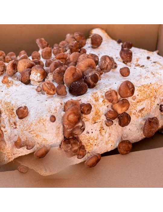 Shiitake-Pilz-Anbau 14 kg – Frische Pilze zu Hause
