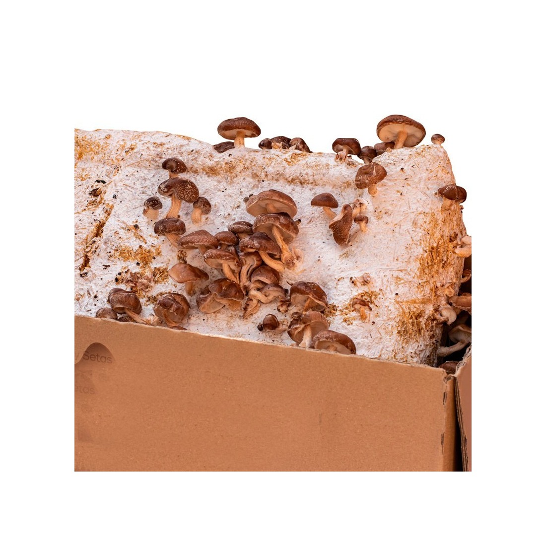 Shiitake-Pilz-Anbau 14 kg – Frische Pilze zu Hause
