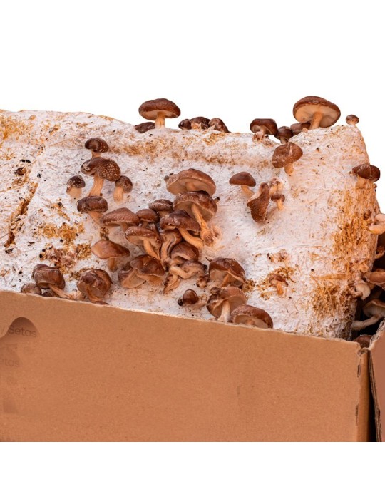Shiitake-Pilz-Anbau 14 kg – Frische Pilze zu Hause
