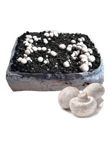 Paris Mushroom Alpaca 17kg - Grow Up to 4kg Fresh Mushrooms