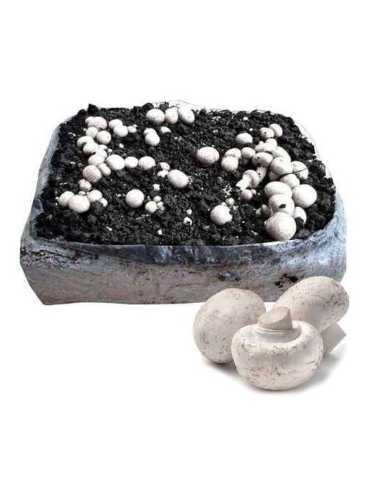 Alpaca de Champiñón de París 18 kg | turba y micelio Agaricus