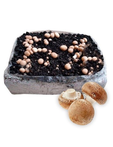 Grow Fresh Portobello Mushrooms - Alpaca 17kg Kit