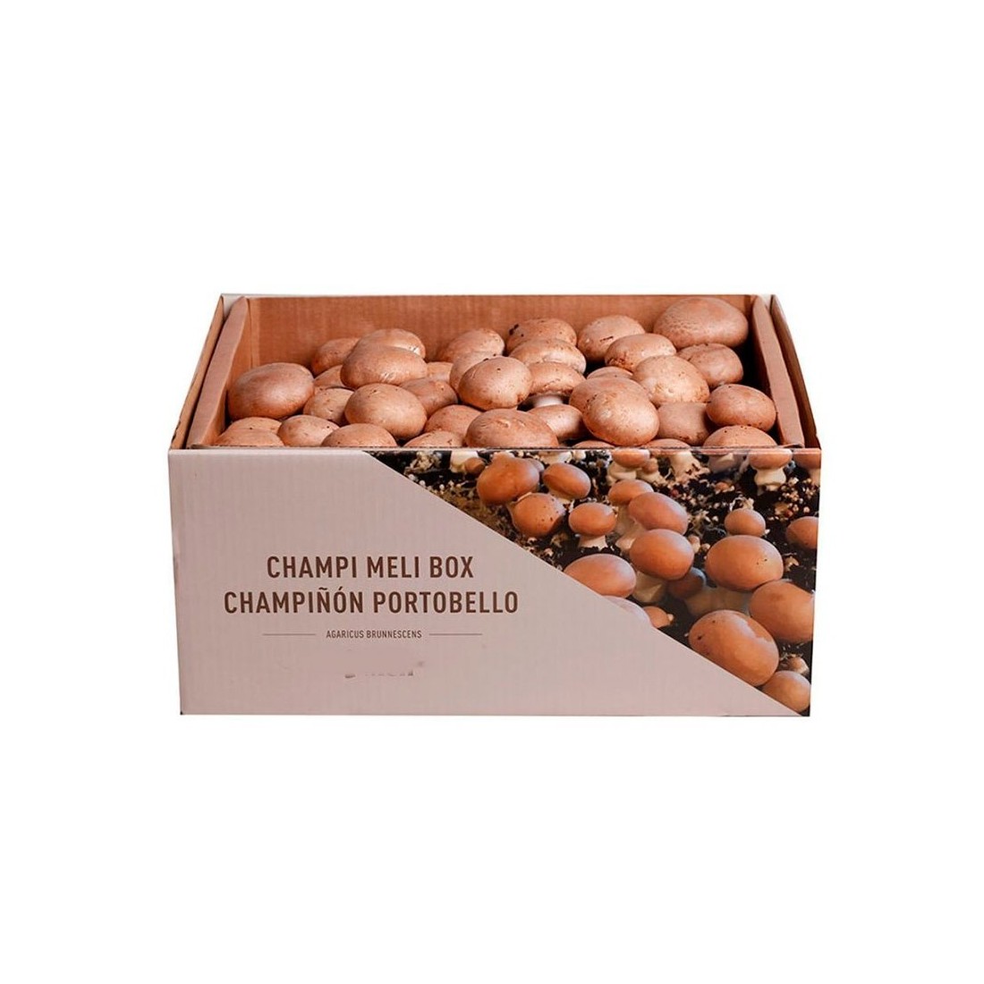 Portobello Pilzset 7kg | Frische Ernte Zuhause Portobello Pilzset 7kg | Frische Ernte Zuhause