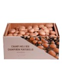 Kit Champignon Portobello 7kg | Récolte Fraîche à Domicile