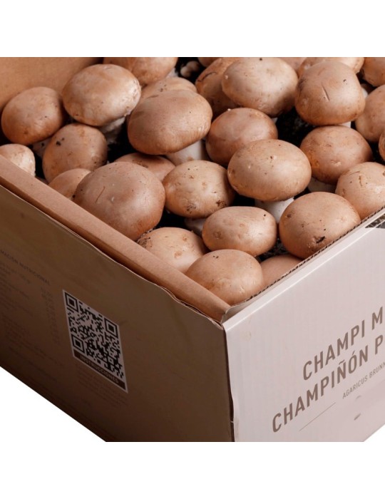 Kit Champignon Portobello 7kg | Récolte Fraîche à Domicile