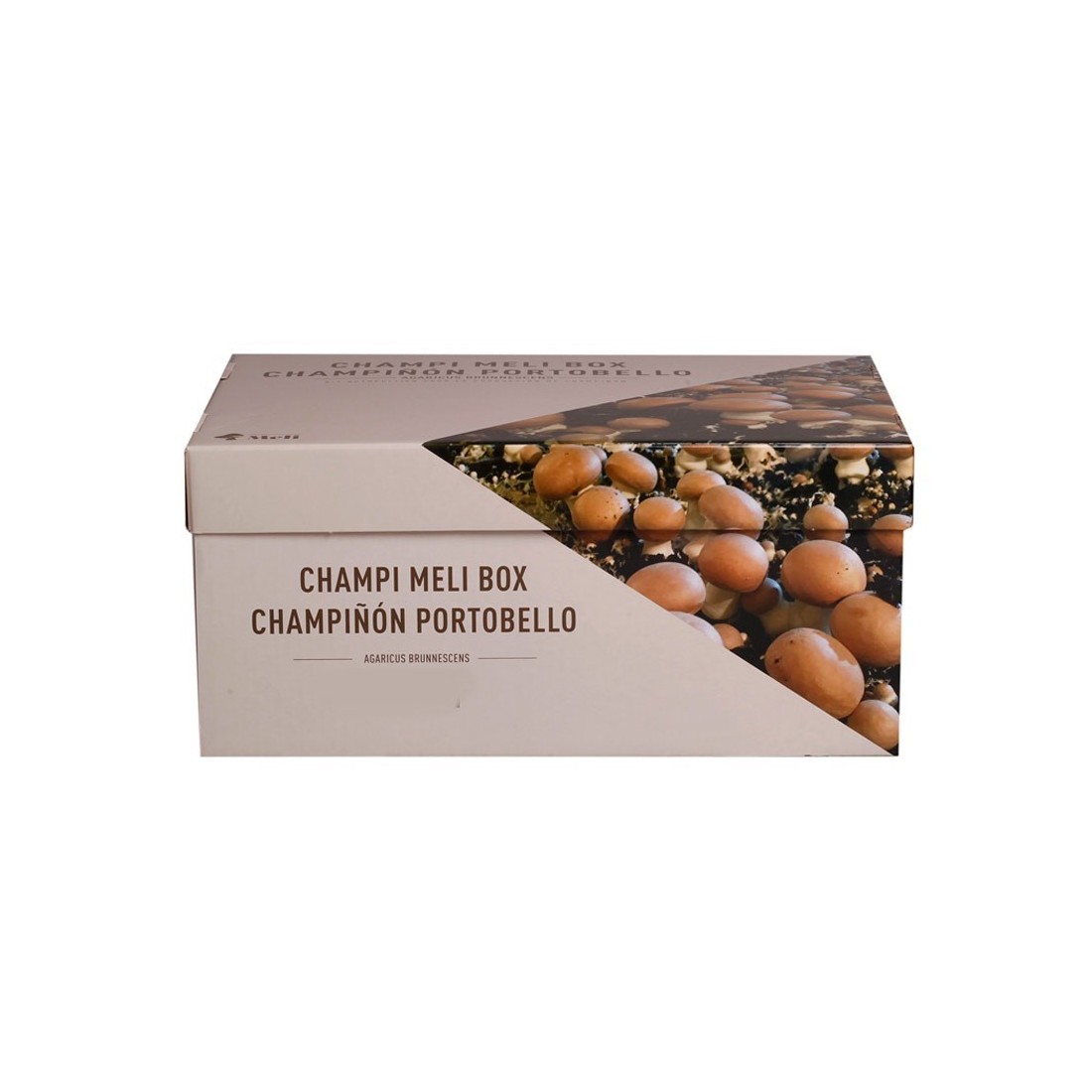 Kit Champignon Portobello 7kg | Récolte Fraîche à Domicile