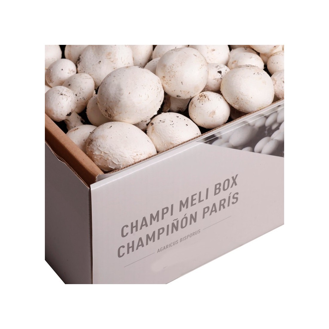 Paris Pilz Kit 7 kg – Frische Pilze zu Hause