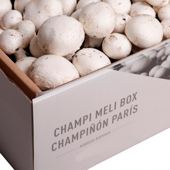 Kit champignon Blanc de Paris - Agaricus bisporus albidus