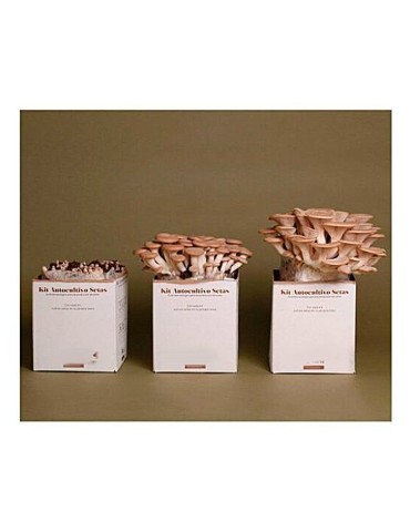 MicoKit Poplar Mushroom Growing Kit | Grow Fresh... 2