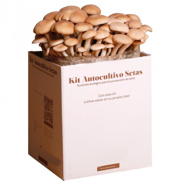 Mico Kit poplar mushroom