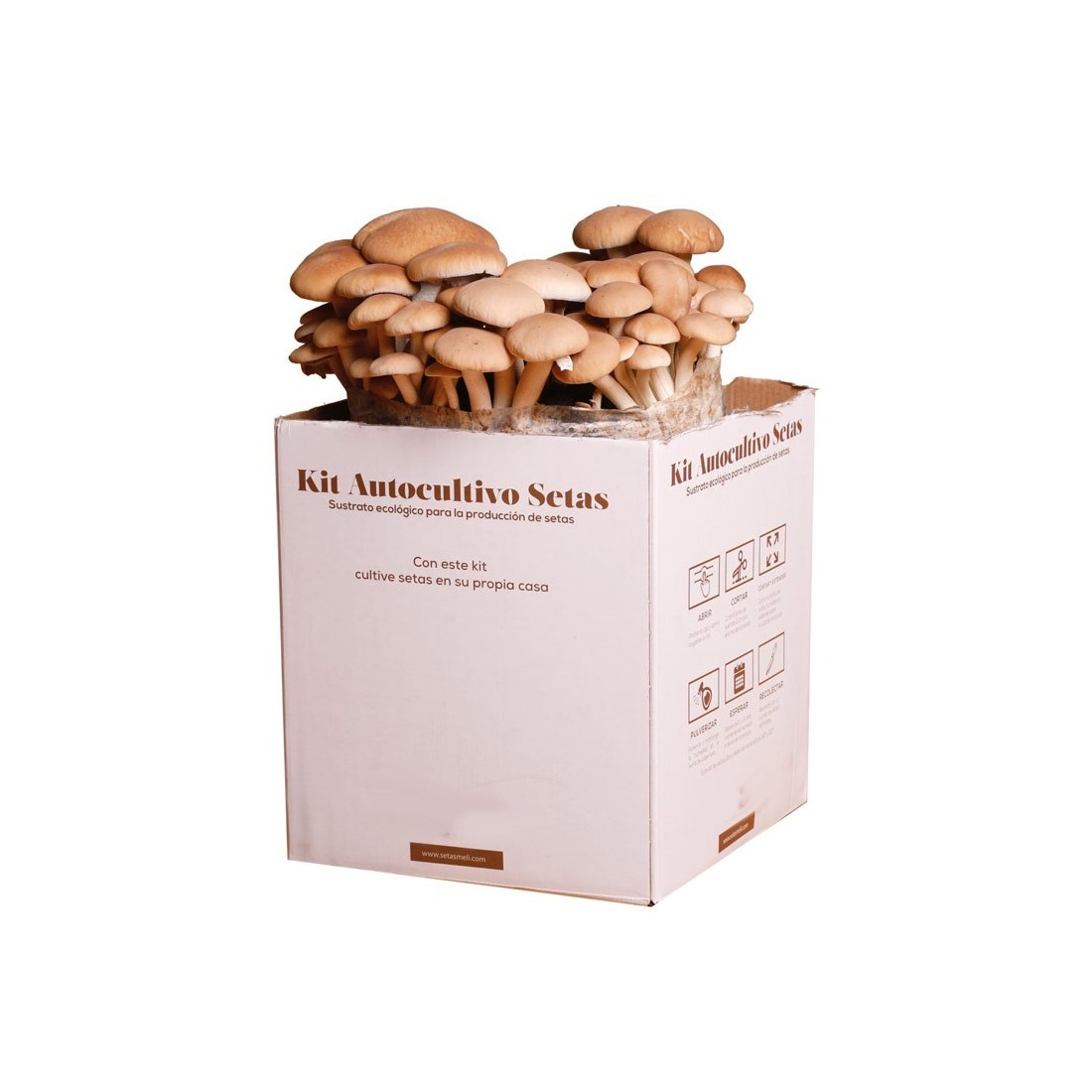 MicoKit Poplar Mushroom Growing Kit | Grow Fresh...
