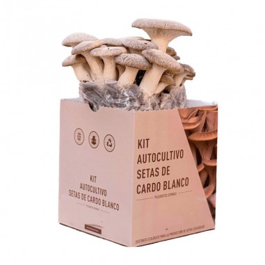 Mico Kit white thistle mushroom