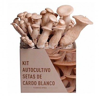 Mico Kit white thistle mushroom