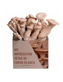 Coltiva Funghi Cardo Bianco con Mico Kit Facile