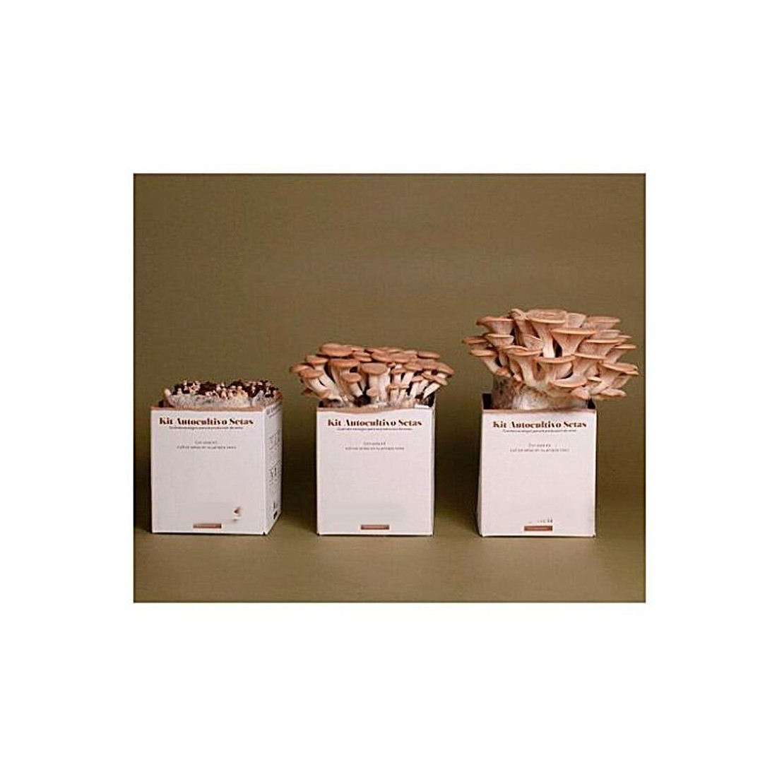 Cultive Castanhas Brancas em Casa - Mico Kit