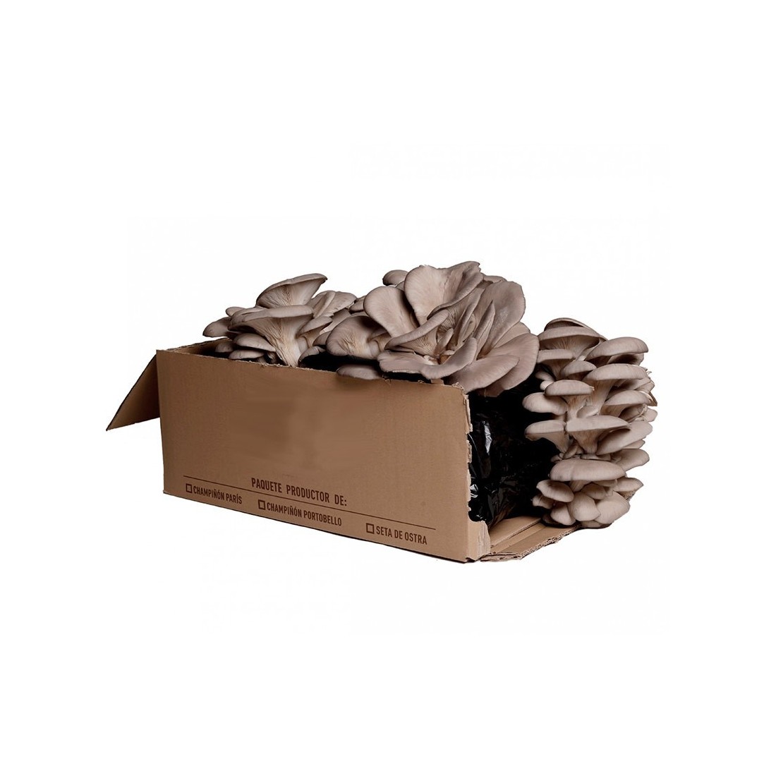 Grow Fresh Oyster Mushrooms - 17kg Alpaca Kit