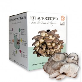 Mico Kit funghi ostrica, P....