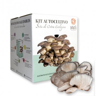 Mico Kit oyster mushroom, P. ostreatus