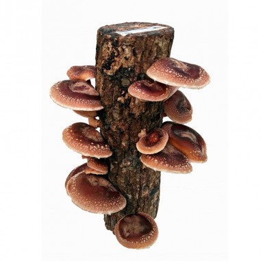 Shiitake-producing oak trunk 30-40 cm