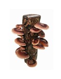 Tronco Roble Shiitake - Cosecha Natural y Sostenible