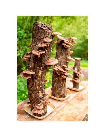 Tronco Roble Shiitake - Cosecha Natural y Sostenible 2