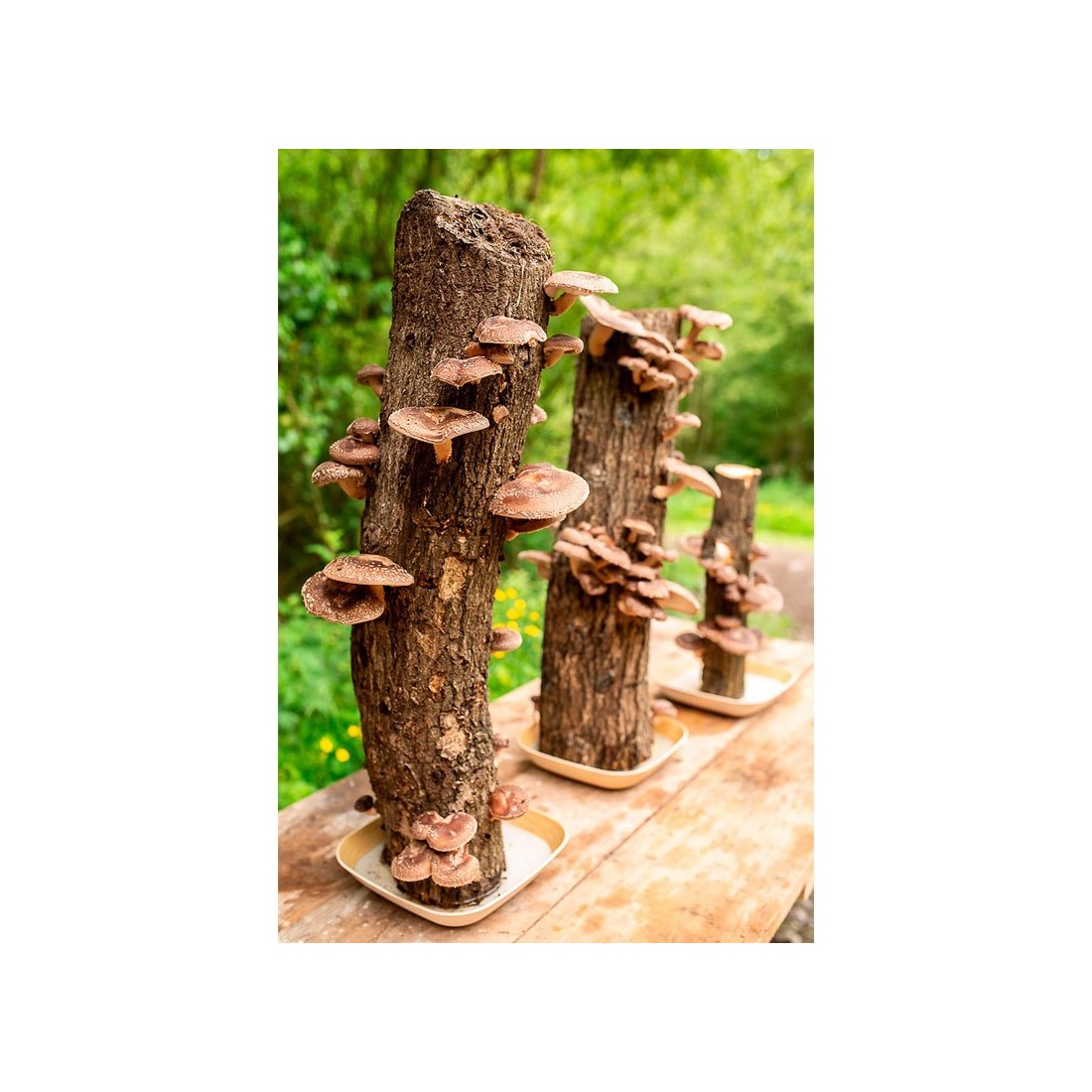 Tronco Roble Shiitake - Cosecha Natural y Sostenible