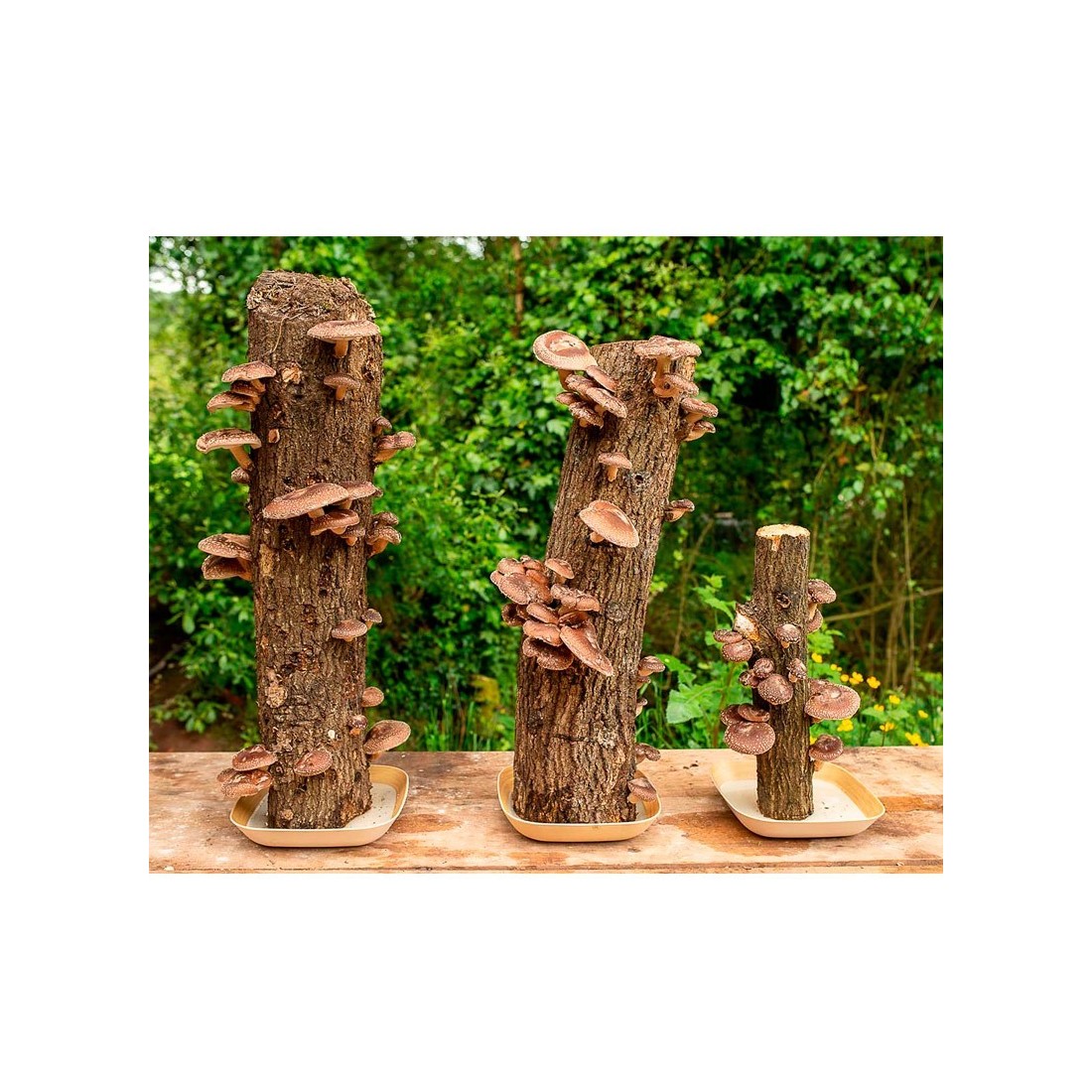 Tronco Roble Shiitake - Cosecha Natural y Sostenible