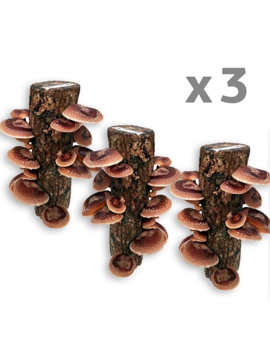 Troncos Eucalipto für Shiitake Zucht – Bio & Nachhaltig Troncos Eucalipto für Shiitake Zucht – Bio & Nachhaltig